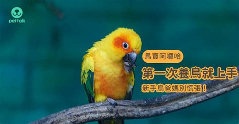 適合養在家裡的鳥|第一次養鳥就上手！各種鸚鵡特點怎麼選？獸醫師：新。